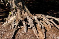 TPC Louisiana Cypress Tree