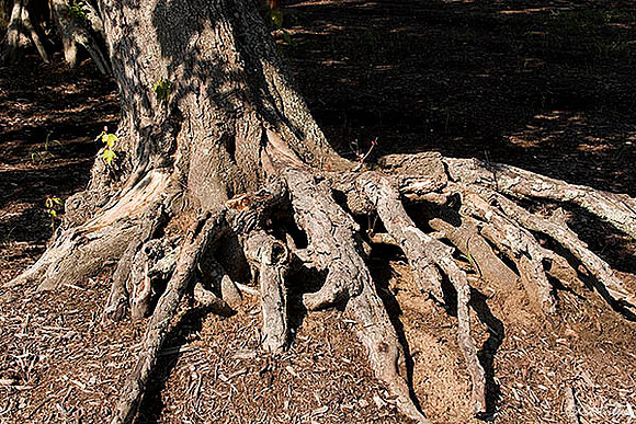 TPC Louisiana Cypress Tree