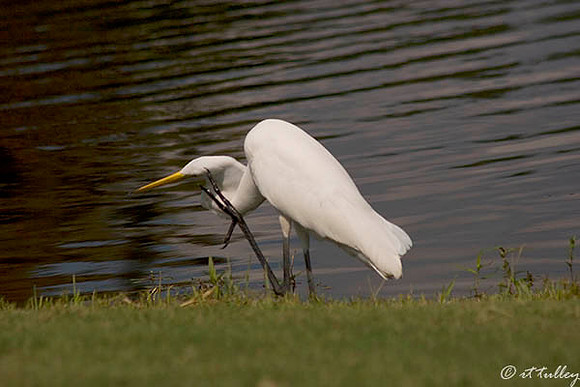Olde Oaks Egret Scratching