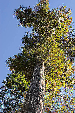 TPC Louisiana Cypress Tree