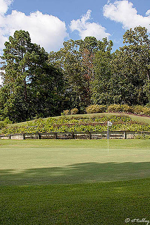 Cypress Bend #17