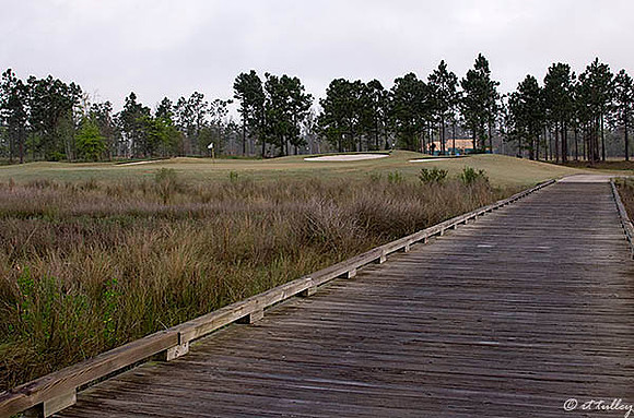 Gray Plantation #7
