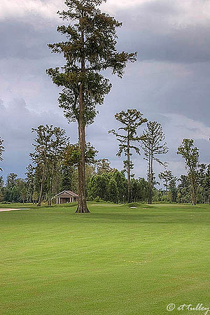 TPC Louisiana #11
