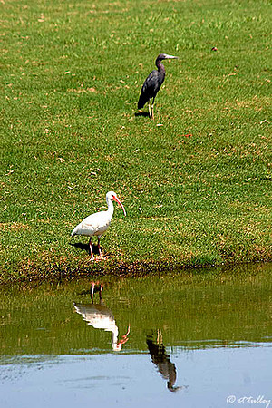 TPC Louisiana Wildlife