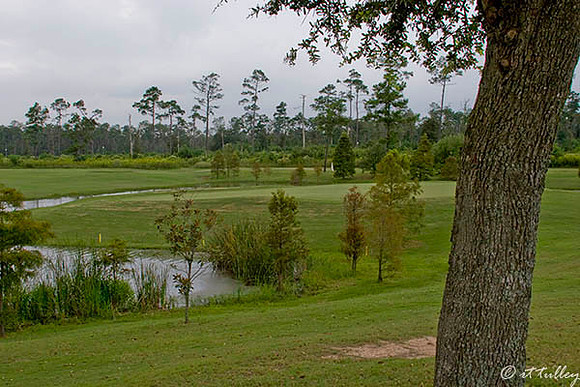 Gray Plantation #17