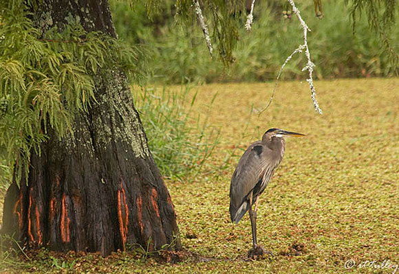Cypress Bend #9 Blue Heron