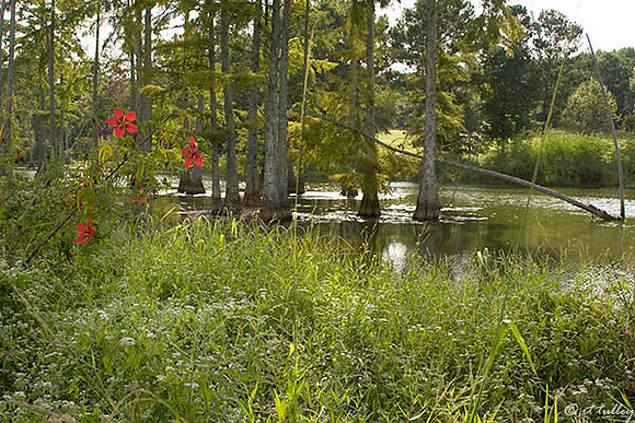 Cypress Bend Pond