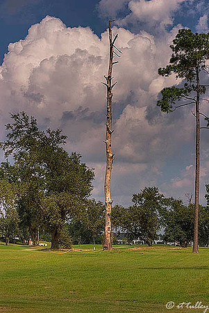 Gray Plantation Tree