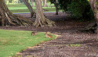 TPC Louisiana Rabbits