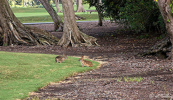 TPC Louisiana Rabbits